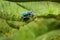 A blue weevil beetle on a leaf