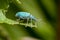 A blue weevil beetle on a leaf