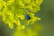 Blue weevil on a yellow flower