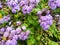 Blue wet flowers of Ageratum houstonianum