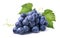 Blue wet grapes bunch on white background
