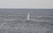 Blue Whale Breach in the West Fjords of Patagonia, Chile.