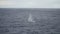 Blue Whale Breach in the West Fjords of Patagonia, Chile.