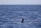 Blue Whale flukes off California