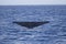 Blue Whale flukes off California