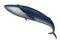 Blue whale great illustration isolate art realistic