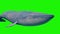 Blue Whale Green Screen Front Ocean Sea 3D Rendering Animation