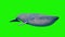 Blue Whale Green Screen Loop Front Ocean Sea 3D Rendering Animation