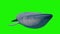 Blue whale green screen loop ocean sea 3D rendering animation