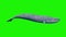 Blue whale green screen loop side ocean sea 3D rendering animation