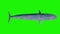 Blue whale green screen loop top ocean sea 3D rendering animation