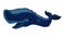 Blue whale icon animation