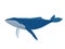 The blue whale is isolated on a white background. Flat style illustration for stickers, prints, stickers, logos