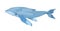 Blue whale isolated on white backgrount. vector illustration