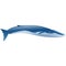Blue whale marine mammal