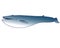 Blue whale - marine mammal - vector in cartoon style. Blue whale - the largest mammal, marine illustration. Very big whale.