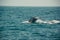 Blue whale tail diving deep, indian ocean. Wildlife nature background. Tourist impression. Adventure travel, tourism industry. Mir