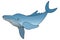 Blue whale. Underwater monster. Vector stock illustration. White isolated background. Plankton marine mammal.