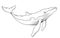 Blue whale. Vector illustration of a sketch largest sea animal. Marine mammal. Endangered sea species