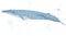 Blue whale whale realistic flat illustration