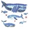 Blue whales