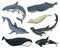 Blue Whales. Marine creatures. Finback and Humpback, Bowhead, Killer and sperm, Northern Bottlenose. sea and animals