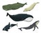 Blue Whales. Marine creatures. Finback and Humpback, Bowhead, Killer and sperm, Northern Bottlenose. sea and animals