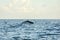 Blue whales in the ocean