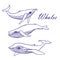 Blue whales sketch Doodle Vector