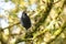 Blue whistling thrush