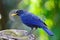 Blue Whistling Thrush