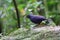 Blue whistling thrush