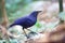 Blue whistling thrush