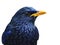 Blue Whistling Thrush Bird