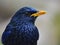 Blue Whistling Thrush Bird