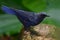 Blue Whistling Thrush bird