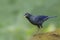 Blue Whistling Thrush Bird perching on the rock