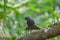 Blue Whistling Thrush Myophonus caeruleus bird