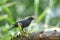 Blue Whistling Thrush Myophonus caeruleus bird