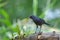 Blue Whistling Thrush Myophonus caeruleus bird