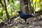 Blue whistling thrush in wild nature of Vietnam