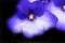 Blue White African Violet Flowers Blooming