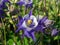 Blue and white aquilegia flowers