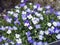 Blue and white Aubrieta flowers in a garden