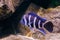 Blue and white banded humphead cichlid fish in closeup, a tropical and popular aquarium pet from lake Tanganyika in Africa