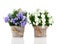 Blue and white Campanula terry flowers