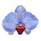 Blue white carmine orchid flower isolated white background with clipping path. Flower bud close-up.