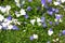 Blue and white Carpathian harebell flowers in the garden, Campanula carpatica