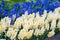 Blue and white common hyacinth flowers, floral pattern, gardening