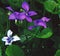 Blue and white common violets shine in their woodland setting